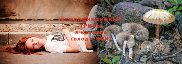 индика Богданович